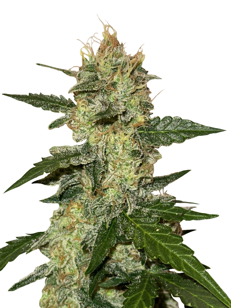 Cherry Moon OG Auto, Фасовка: 1